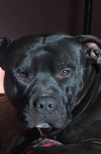 Pet Supply Store «Pet Supplies Plus», reviews and photos, 22381 Pontiac Trail, South Lyon, MI 48178, USA