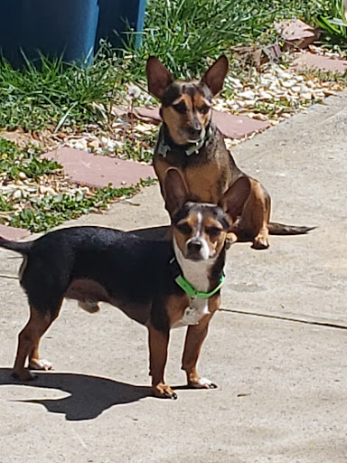 Pet Supply Store «PetSmart», reviews and photos, 1110 Hospitality Dr, Rock Hill, SC 29730, USA