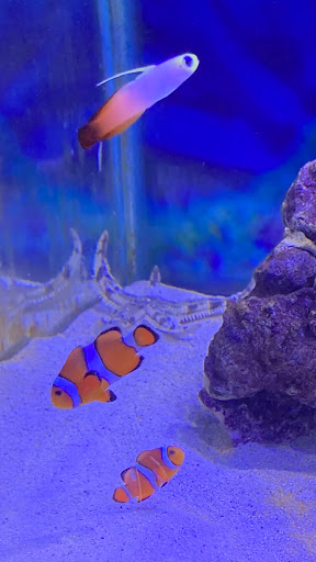 Pet Supply Store «Petco Animal Supplies», reviews and photos, 4491 Kirkwood Hwy, Wilmington, DE 19808, USA