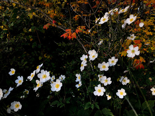 Park «Fremont Peak Park», reviews and photos, 4357 Palatine Ave N, Seattle, WA 98103, USA