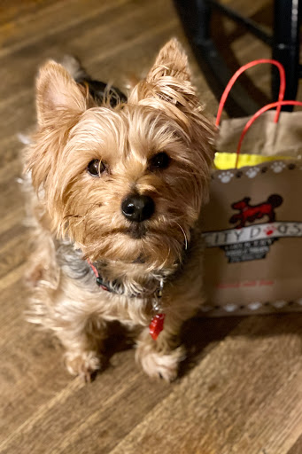 Pet Supply Store «City Dogs Grocery», reviews and photos, 884 Massachusetts Ave, Indianapolis, IN 46204, USA