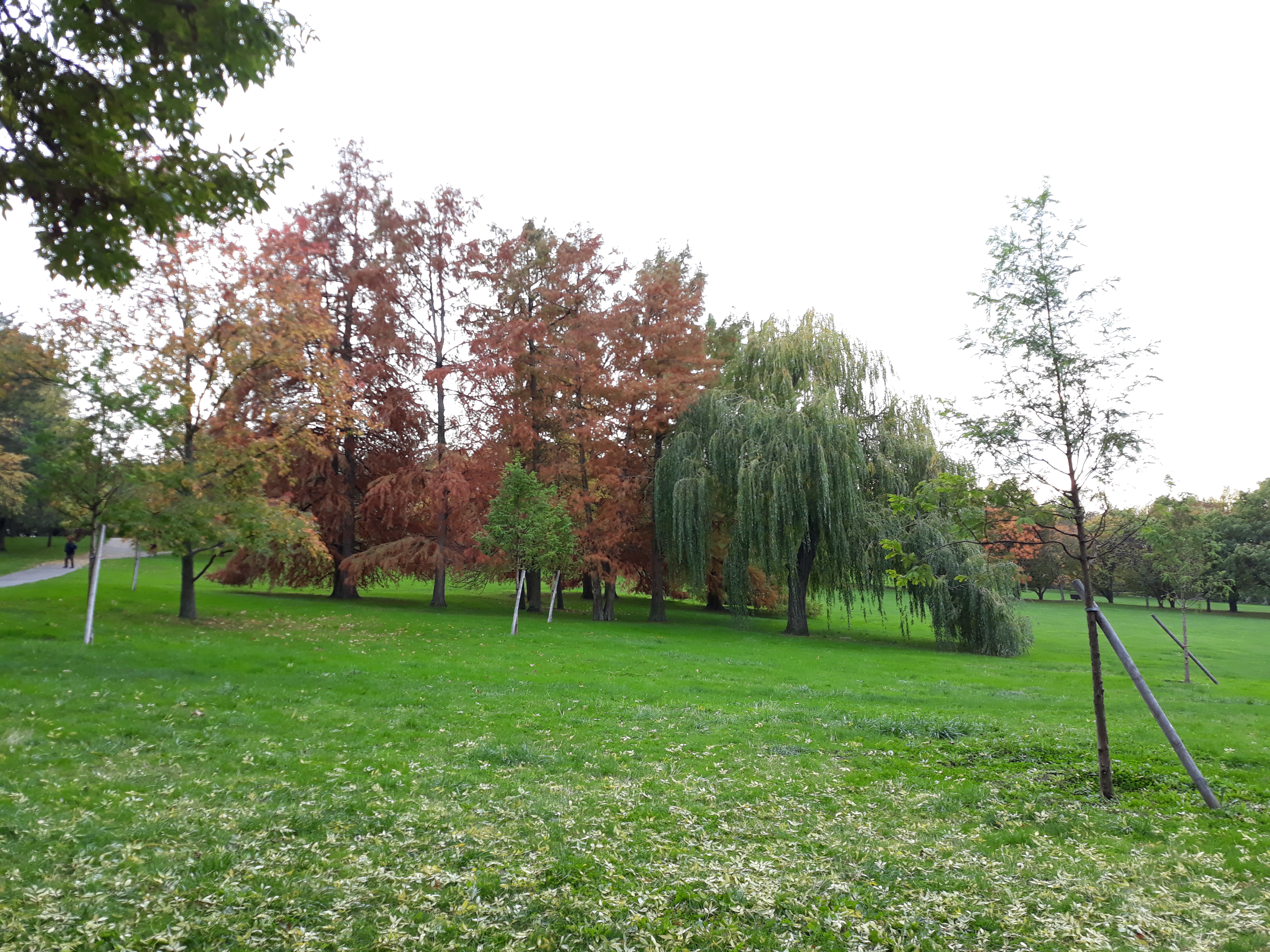 Photo n° 9 de l'avis de Ninfa. fait le 18/11/2019 à 18:40