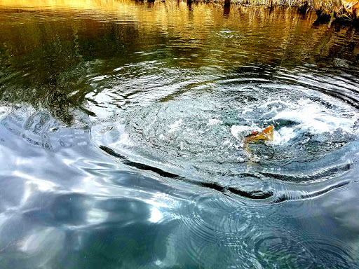 Harrietta Hills Trout Farm