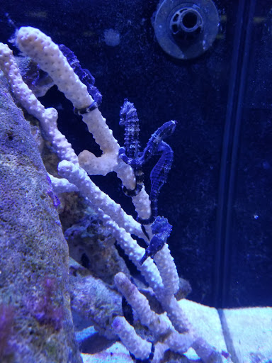 Pet Store «The Aquarium & Fish Store», reviews and photos, 710 W Lumsden Rd, Brandon, FL 33511, USA