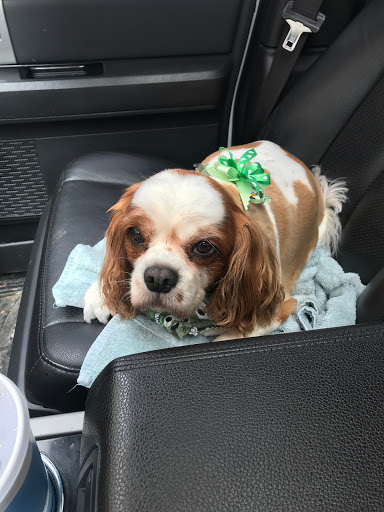 It's Reigning Cats & Dogs