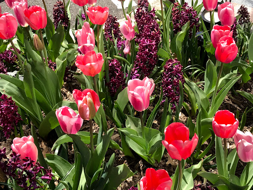 Shopping Mall «Americana Manhasset», reviews and photos, 2060 Northern Blvd, Manhasset, NY 11030, USA