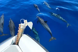 Amphitrite Martinique : à la rencontre des cétacés -dauphins image