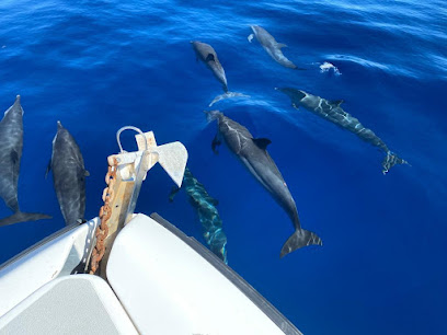 Amphitrite Martinique : à la rencontre des cétacés -dauphins Case-Pilote