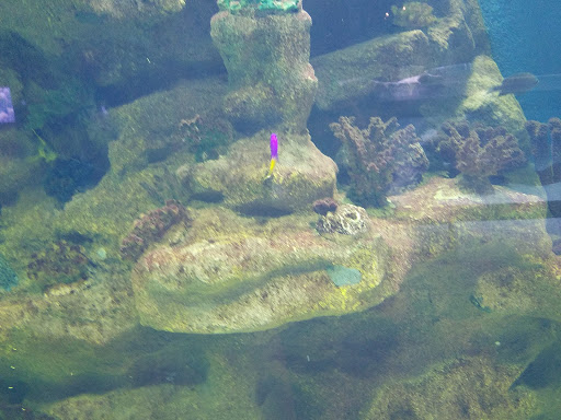 Aquarium «Greater Cleveland Aquarium», reviews and photos, 2000 Sycamore St, Cleveland, OH 44113, USA