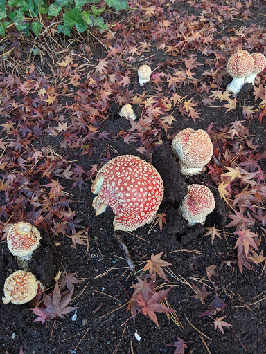 Tropical Fish Store «Barrier Reef Aquariums», reviews and photos, 1717 NE 44th St # A, Renton, WA 98056, USA