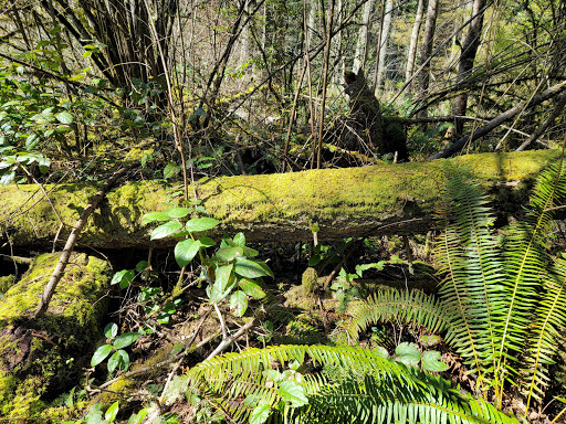 State Park «Bridle Trails State Park», reviews and photos, 5300 116th Ave. N.W., Kirkland, WA 98033, USA