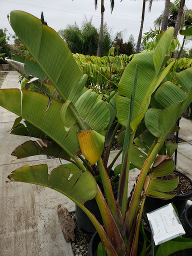 Terra Bella Nursery, Inc. image
