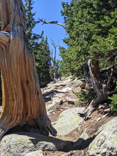 Nature Preserve «Mount Goliath Natural Area», reviews and photos, Mt Evans Rd, Evergreen, CO 80439, USA