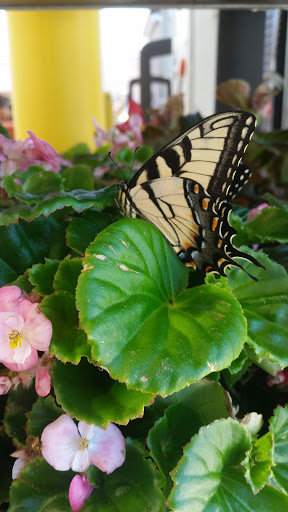 Home Improvement Store «The Home Depot», reviews and photos, 2150 W Spring St, Monroe, GA 30655, USA