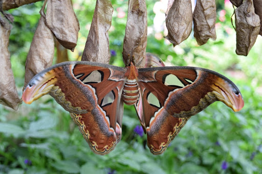 Garden «The Butterfly Place», reviews and photos, 120 Tyngsboro Rd, Westford, MA 01886, USA