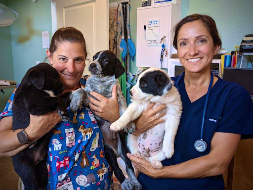 County Line Vet image