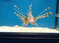 New England Tropical Pet - Photo 5 - Car repair in Chelmsford, MA, Lowell