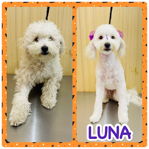 Opiniones de Peluquería Canina Javiera en Temuco - Peluquería