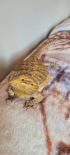 Pet Supply Store «PetSmart», reviews and photos, 540 New York Ave, Lyndhurst, NJ 07071, USA