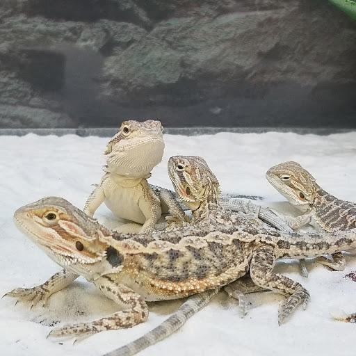 Pet Supply Store «Petco Animal Supplies», reviews and photos, 2365 NW Kings Blvd, Corvallis, OR 97330, USA