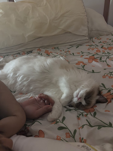 Gem Stone Village | British shorthair, British Longhair, Ragdoll kitten for sale - Shop