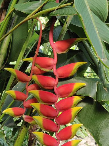 Florist «Dilly Lily», reviews and photos, 742 W Fullerton Pkwy, Chicago, IL 60614, USA