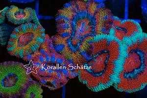 Korallen Schätze image
