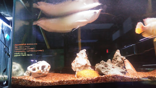 Aquarium Amarillo