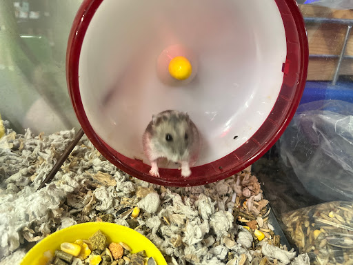 Pet Supply Store «Pet Supplies Plus», reviews and photos, 1663 Mineral Spring Ave, North Providence, RI 02904, USA