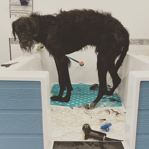 Pet Supply Store «Pet Wants», reviews and photos, 9486 S Union Square, Sandy, UT 84070, USA