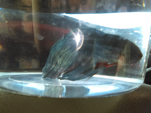 Pet Supply Store «Petco Animal Supplies», reviews and photos, 264 Dillon Ridge Way, Dillon, CO 80435, USA