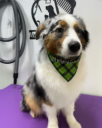 Zoomin Groomin Mobile Dog Groomer - Photo 3 - Car repair in , Bridgeport