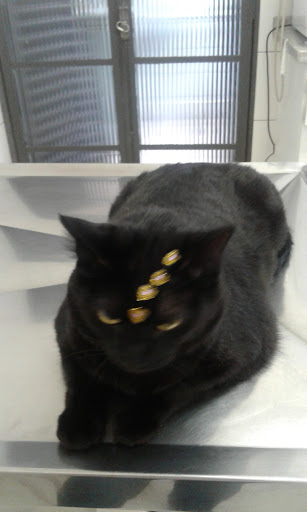 Pet Fama em São Paulo - SP