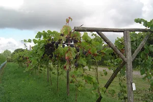 vineyard Telgt image