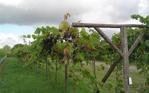vineyard Telgt image