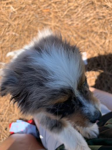 Pet Supply Store «Petco Animal Supplies», reviews and photos, 10225 Ocean Hwy #501, Pawleys Island, SC 29585, USA