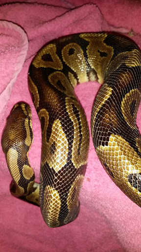 Pet Store «Exotic Pets», reviews and photos, 2410 N Decatur Blvd #160, Las Vegas, NV 89108, USA