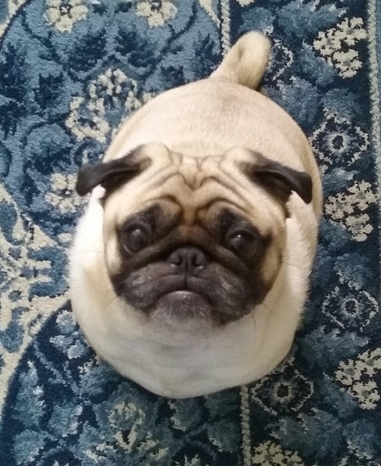 Pet Store «Barkz & Wagz», reviews and photos, 38445 Co Rd 54, Zephyrhills, FL 33542, USA