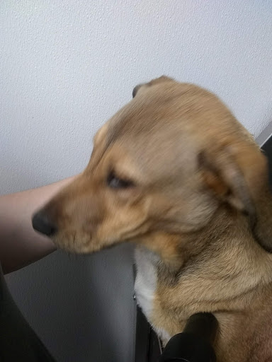 Pet Supply Store «Pet Supplies Plus», reviews and photos, 946 Joliet St, Dyer, IN 46311, USA