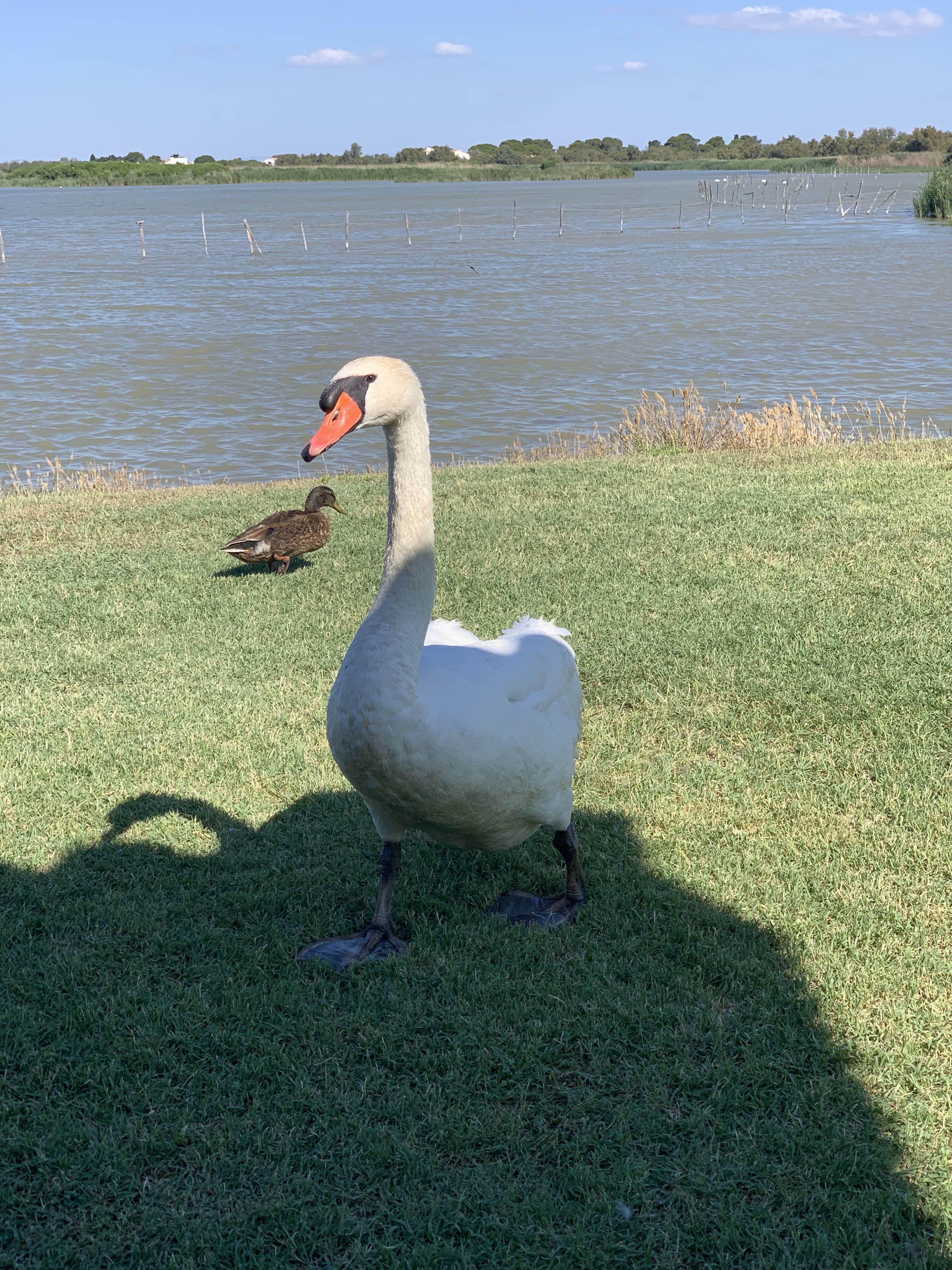 Photo n° 2 de l'avis de Marine. fait le 23/07/2019 à 16:42