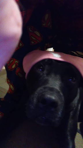 Pet Supply Store «PetSmart», reviews and photos, 4540 Grape Rd, Mishawaka, IN 46545, USA