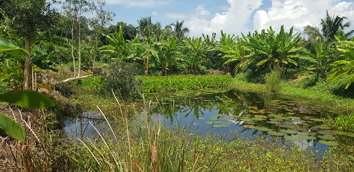 Sinh Thai Ba Liem