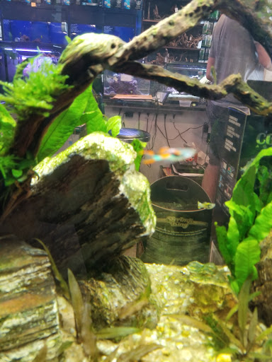 Tropical Fish Store «Aquatic Wildlife Co», reviews and photos, 70 Buckland Rd, South Windsor, CT 06074, USA