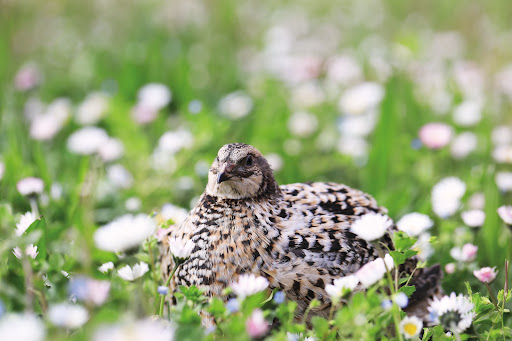 WACHTELLAND unter Wittighausen, 