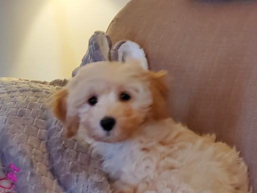 Pet Store «Puppy City», reviews and photos, 3343 Valley Pike, Winchester, VA 22602, USA