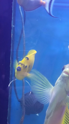 Pet Store «Fish Aquariums & Stuff», reviews and photos, 6112 W Fairview Ave, Boise, ID 83704, USA