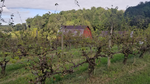 Vineyard «South Creek Winery», reviews and photos, 2240 S Creek Rd, Nebo, NC 28761, USA