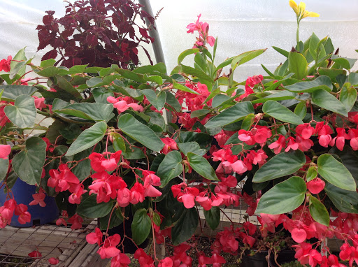 Garden Center «Victoria Gardens», reviews and photos, 1 Cottekill Rd, Rosendale, NY 12472, USA