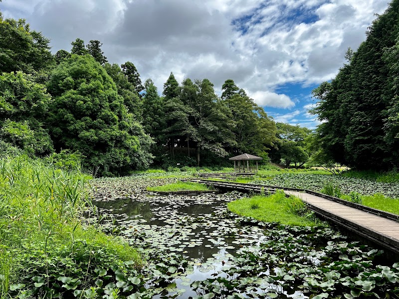 水辺の森（高崎自然の森内）