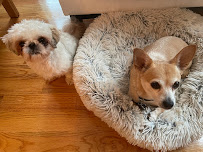 Scootie's Pet Care - Photo 3 - Car repair in , Boston